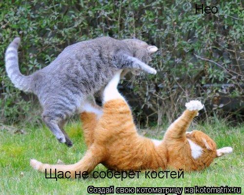Котоматрица: Нео Щас не соберёт костей