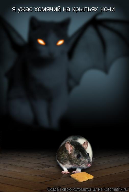 Котоматрица: я ужас хомячий на крыльях ночи