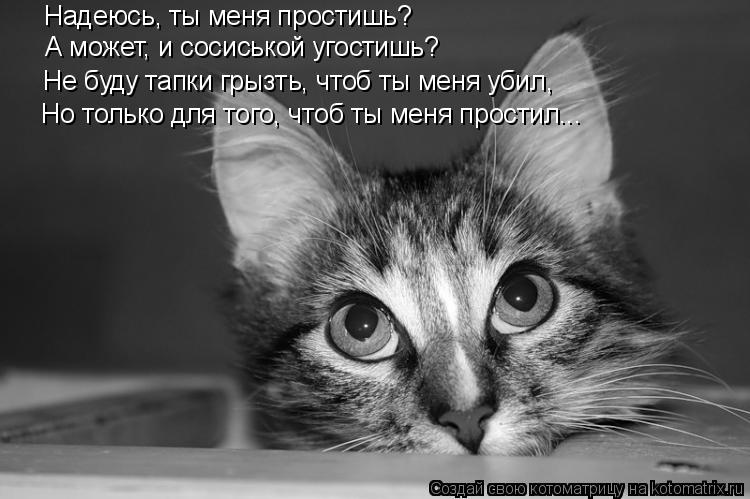 Котоматрица: Надеюсь, ты меня простишь? А может, и сосиськой угостишь? Не буду тапки грызть, чтоб ты меня убил, Но только для того, чтоб ты меня простил...