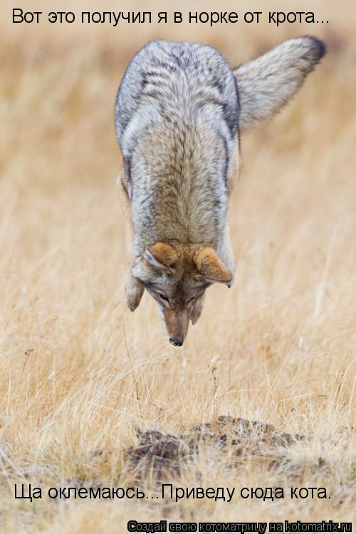 Котоматрица: Вот это получил я в норке от крота... Ща оклемаюсь...Приведу сюда кота.