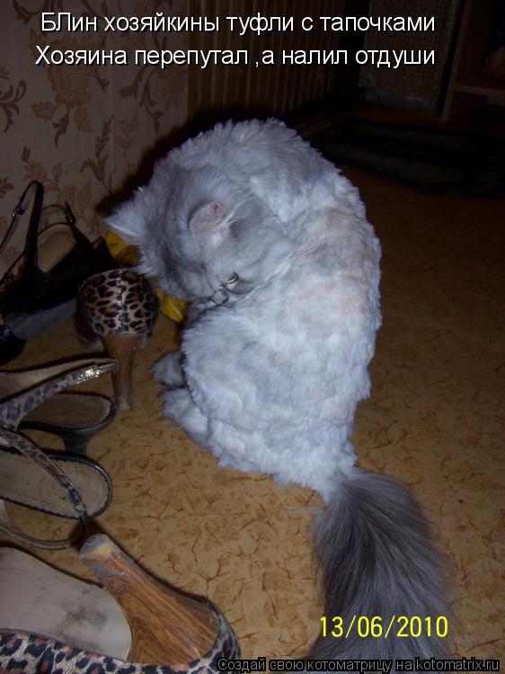 Котоматрица: БЛин хозяйкины туфли с тапочками  Хозяина перепутал ,а налил отдуши
