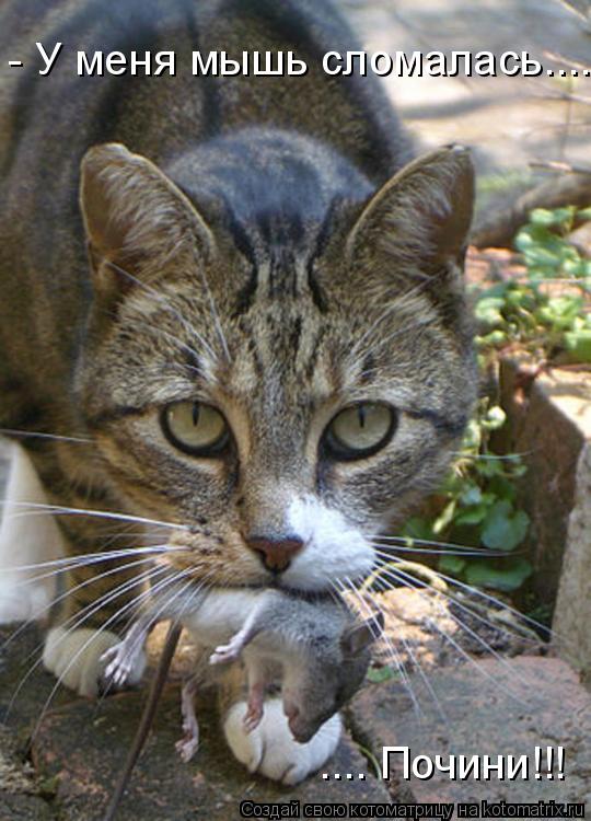 Котоматрица: - У меня мышь сломалась....  .... Почини!!!