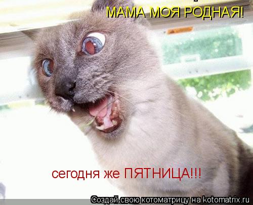 Котоматрица: МАМА МОЯ РОДНАЯ! сегодня же ПЯТНИЦА!!!