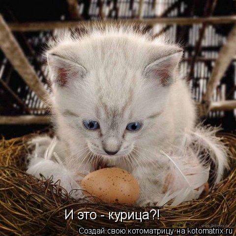 Котоматрица: И это - курица?!