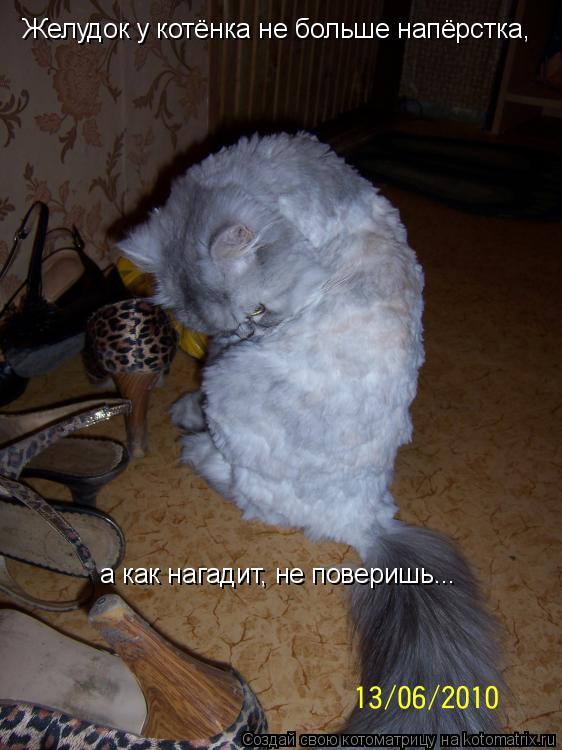 Котоматрица: Желудок у котёнка не больше напёрстка, а как нагадит, не поверишь...