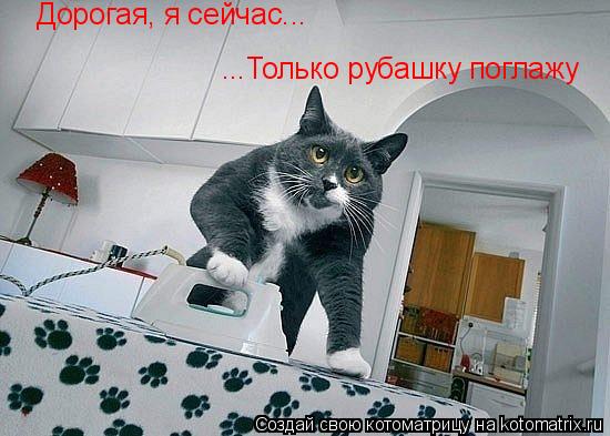 Котоматрица: Дорогая, я сейчас... ...Только рубашку поглажу