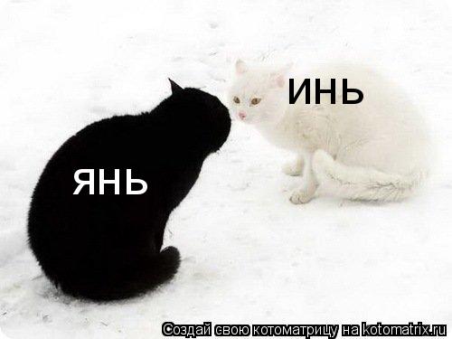 Котоматрица: инь янь