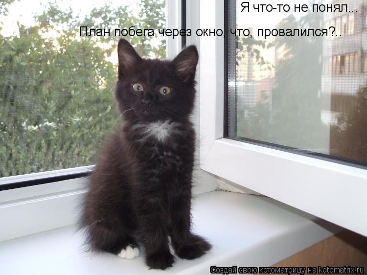 Котоматрица: План побега через окно, что, провалился?.. Я что-то не понял...