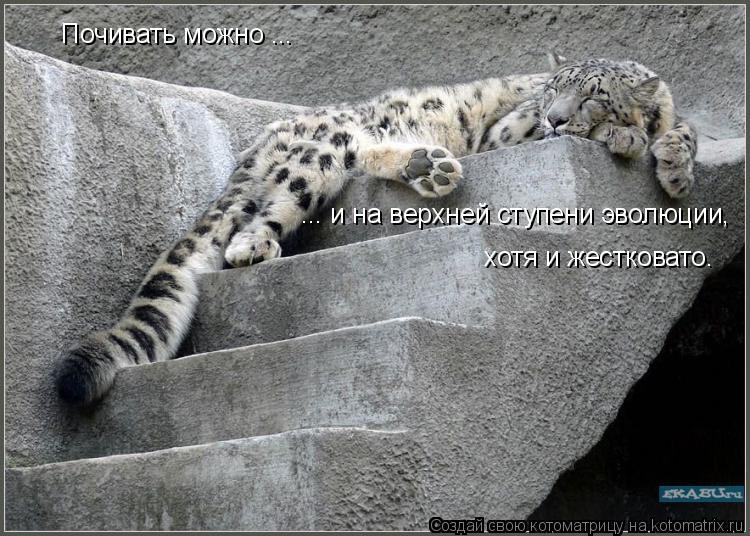 Котоматрица: Почивать можно ... ... и на верхней ступени эволюции, хотя и жестковато.