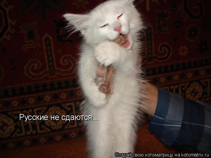 Котоматрица: Русские не сдаются...