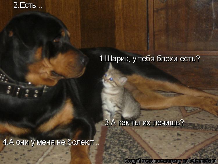 Котоматрица: 1.Шарик, у тебя блохи есть? 2.Есть... 3.А как ты их лечишь? 4.А они у меня не болеют...