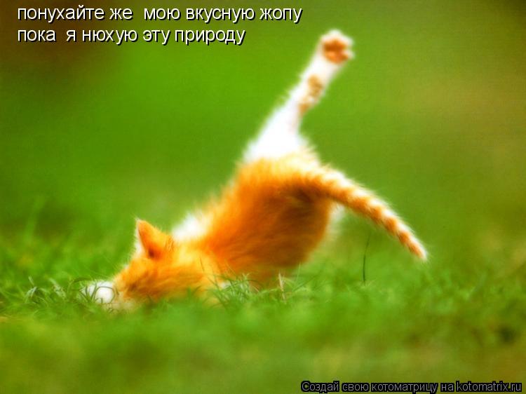 Котоматрица: понухайте же  мою вкусную жопу пока  я нюхую эту природу