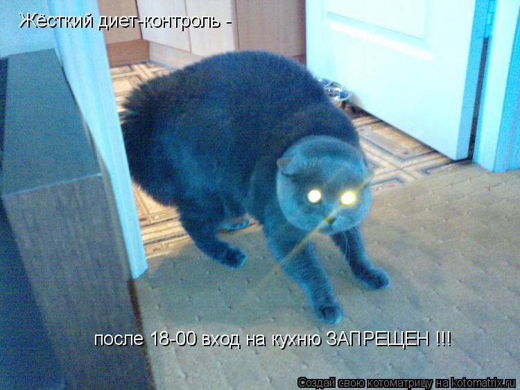 Жёсткий диет-контроль - после 18-00 вход на кухню ЗАПРЕЩЕН !!!... Котоматрица: Жёсткий диет-контроль - после 18-00 вход на кухню ЗАПРЕЩЕН !!!