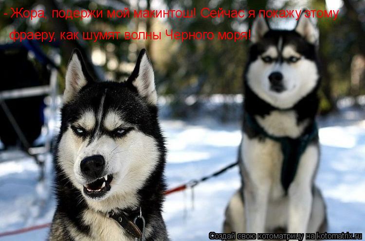 - Жора, подержи мой макинтош! Сейчас я покажу этому фраеру, как шумят волны Черного моря!... Котоматрица: - Жора, подержи мой макинтош! Сейчас я покажу этому фраеру, как шумят волны Черного моря!