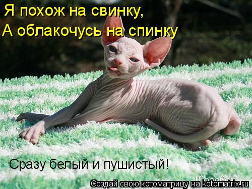 Я похож на свинку, А облакочусь на спинку Сразу белый и пушистый!... Котоматрица: Я похож на свинку, А облакочусь на спинку Сразу белый и пушистый!
