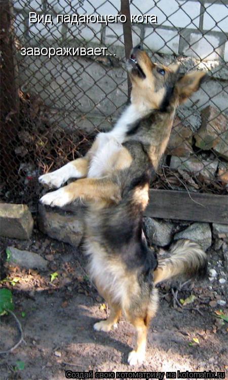 Котоматрица: Вид падающего кота завораживает...