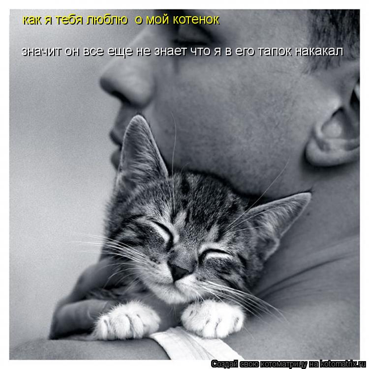 как я тебя люблю о мой котенок значит он все еще не знает что я в его тапок накакал... Котоматрица: как я тебя люблю о мой котенок значит он все еще не знает что я в его тапок накакал