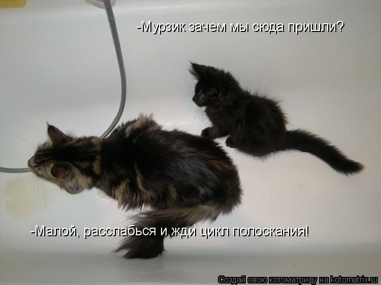 -Мурзик зачем мы сюда пришли? -Малой, расслабься и жди цикл полоскания!... Котоматрица: -Мурзик зачем мы сюда пришли? -Малой, расслабься и жди цикл полоскания!