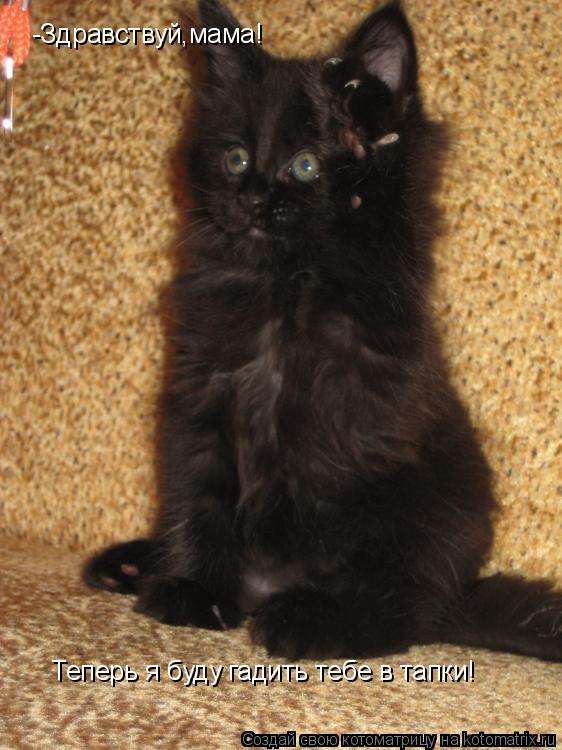 -Здравствуй,мама! Теперь я буду гадить тебе в тапки!... Котоматрица: -Здравствуй,мама! Теперь я буду гадить тебе в тапки!