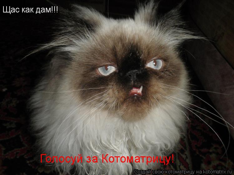 Щас как дам!!! Голосуй за Котоматрицу!... Котоматрица: Щас как дам!!! Голосуй за Котоматрицу!
