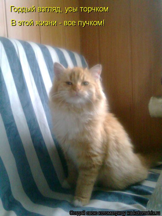 Гордый взгляд, усы торчком В этой жизни - все пучком!... Котоматрица: Гордый взгляд, усы торчком В этой жизни - все пучком!