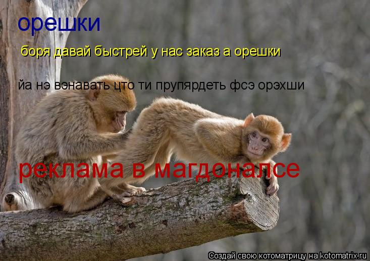 орешки йа нэ вэнавать цто ти прупярдеть фсэ орэхши реклама в магдоналсе боря давай быстрей у нас зака... Котоматрица: орешки йа нэ вэнавать цто ти прупярдеть фсэ орэхши реклама в магдоналсе боря давай быстрей у нас заказ а орешки