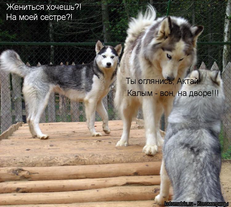 Жениться хочешь?! На моей сестре?! Ты оглянись, Актай! Калым - вон, на дворе!!!... Котоматрица: Жениться хочешь?! На моей сестре?! Ты оглянись, Актай! Калым - вон, на дворе!!!