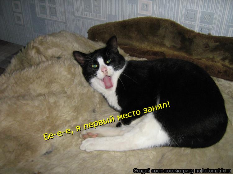 Бе-е-е, я первый место занял!... Котоматрица: Бе-е-е, я первый место занял!