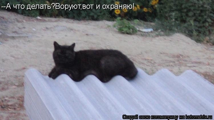 --А что делать?Воруют,вот и охраняю!... Котоматрица: --А что делать?Воруют,вот и охраняю!