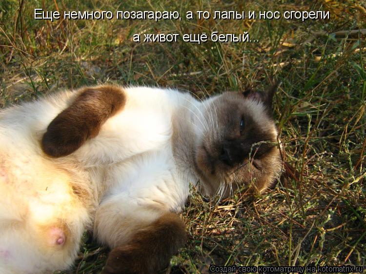 Еще немного позагараю, а то лапы и нос сгорели а живот ещё белый...... Котоматрица: Еще немного позагараю, а то лапы и нос сгорели а живот ещё белый...