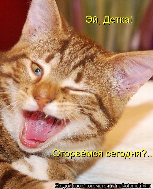 Котоматрица: Оторвёмся сегодня?... Эй, Детка!