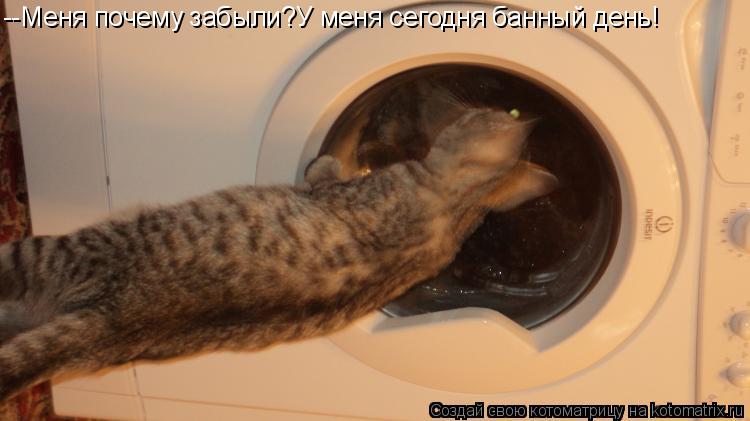 --Меня почему забыли?У меня сегодня банный день!... Котоматрица: --Меня почему забыли?У меня сегодня банный день!