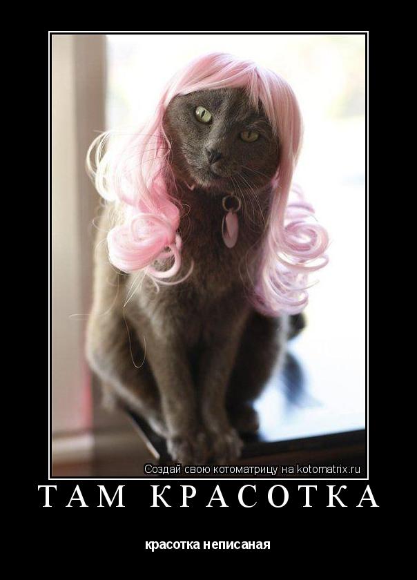 Котоматрица: ТАМ КРАСОТКА красотка неписаная