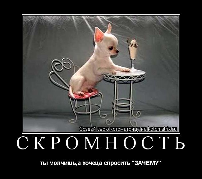 Котоматрица: СКРОМНОСТЬ ты молчишь,а хочеца спросить "ЗАЧЕМ?"