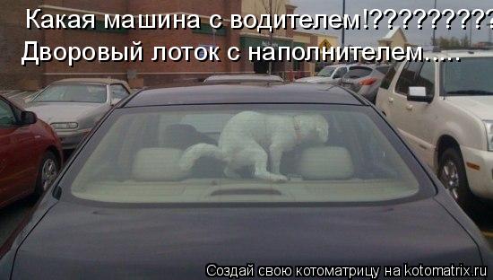 Какая машина с водителем!????????? Дворовый лоток с наполнителем........ Котоматрица: Какая машина с водителем!????????? Дворовый лоток с наполнителем.....