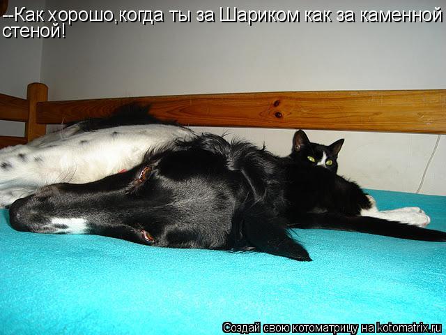 --Как хорошо,когда ты за Шариком как за каменной стеной!... Котоматрица: --Как хорошо,когда ты за Шариком как за каменной стеной!