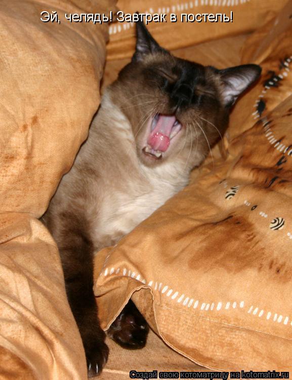 Эй, челядь! Завтрак в постель!... Котоматрица: Эй, челядь! Завтрак в постель!