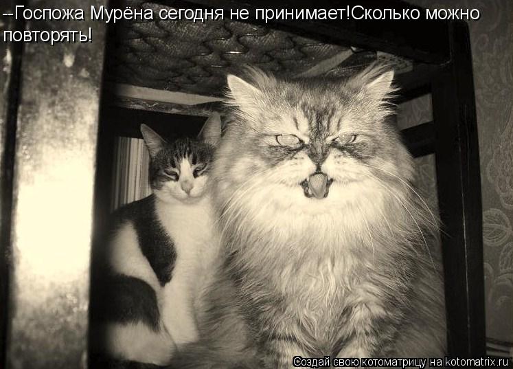 --Госпожа Мурёна сегодня не принимает!Сколько можно повторять!... Котоматрица: --Госпожа Мурёна сегодня не принимает!Сколько можно повторять!