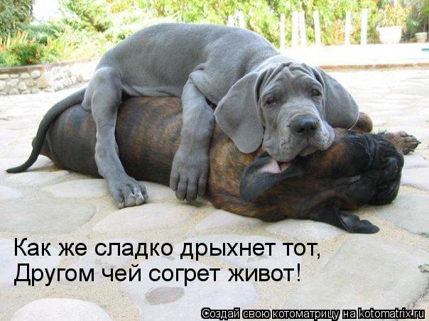 Как же сладко дрыхнет тот, Другом чей согрет живот!... Котоматрица: Как же сладко дрыхнет тот, Другом чей согрет живот!