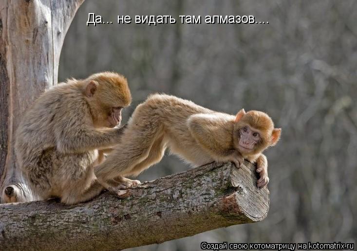 Да... не видать там алмазов....... Котоматрица: Да... не видать там алмазов....