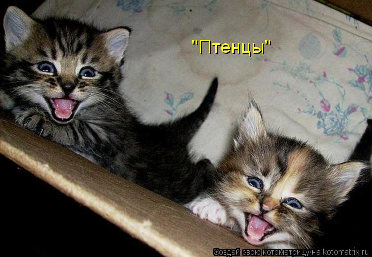 "Птенцы"... Котоматрица: "Птенцы"