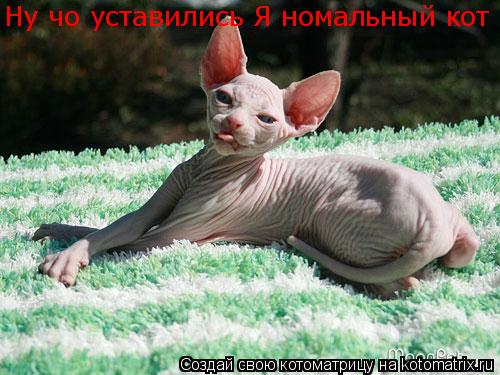Ну чо уставились Я номальный кот... Котоматрица: Ну чо уставились Я номальный кот