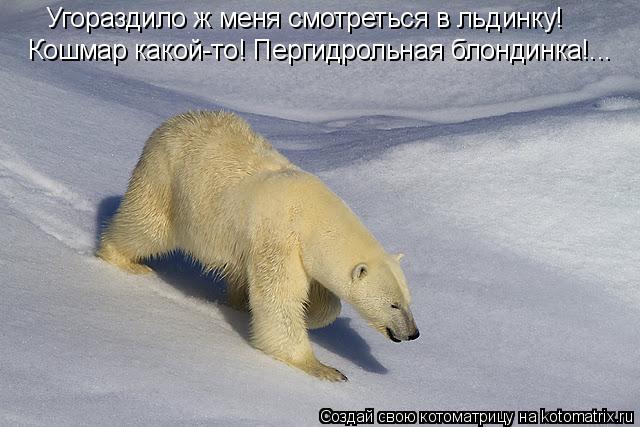 Угораздило ж меня смотреться в льдинку! Кошмар какой-то! Пергидрольная блондинка!...... Котоматрица: Угораздило ж меня смотреться в льдинку! Кошмар какой-то! Пергидрольная блондинка!...