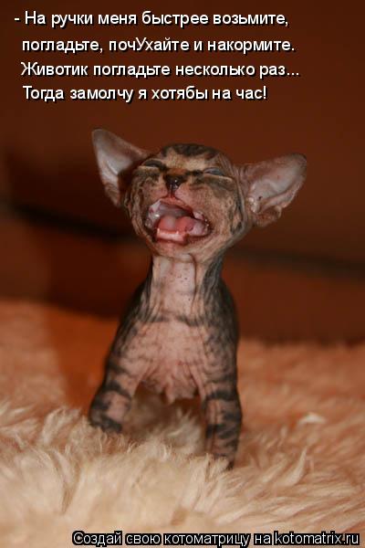 - На ручки меня быстрее возьмите, погладьте, почУхайте и накормите. Животик погладьте несколько раз..... Котоматрица: - На ручки меня быстрее возьмите, погладьте, почУхайте и накормите. Животик погладьте несколько раз... Тогда замолчу я хотябы на час!