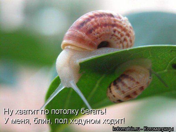 Котоматрица: Ну хватит по потолку бегать!  У меня, блин, пол ходуном ходит!