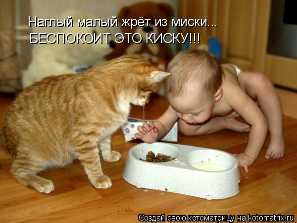 Наглый малый жрёт из миски... БЕСПОКОИТ ЭТО КИСКУ!!!... Котоматрица: Наглый малый жрёт из миски... БЕСПОКОИТ ЭТО КИСКУ!!!