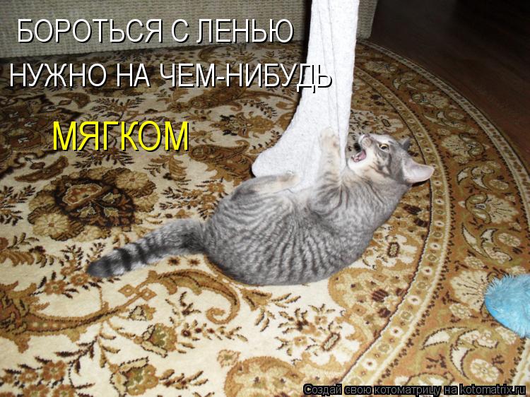 БОРОТЬСЯ С ЛЕНЬЮ НУЖНО НА ЧЕМ-НИБУДЬ МЯГКОМ... Котоматрица: БОРОТЬСЯ С ЛЕНЬЮ НУЖНО НА ЧЕМ-НИБУДЬ МЯГКОМ