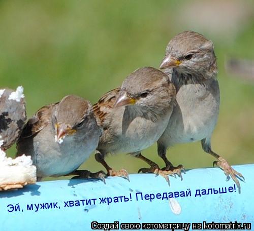 Котоматрица: Эй, мужик, хватит жрать! Передавай дальше!