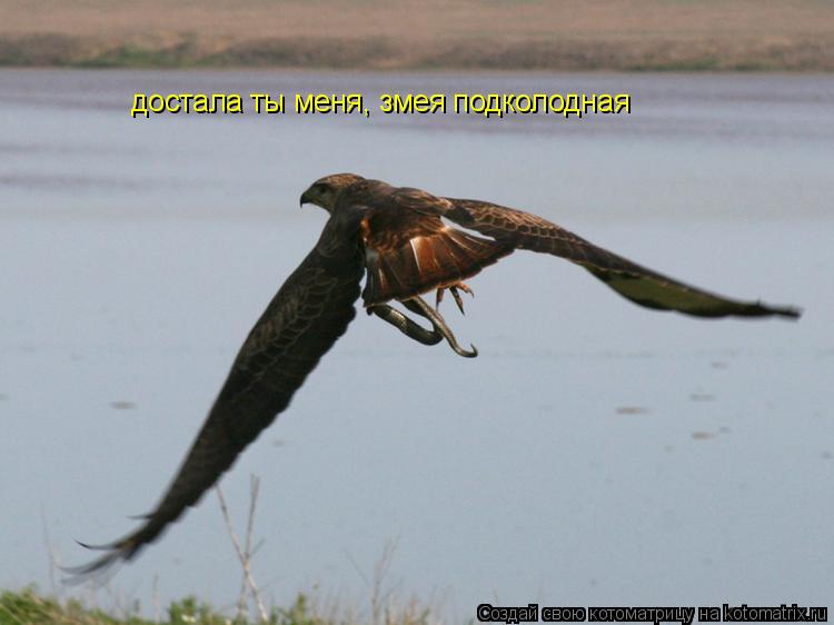 Котоматрица: достала ты меня, змея подколодная