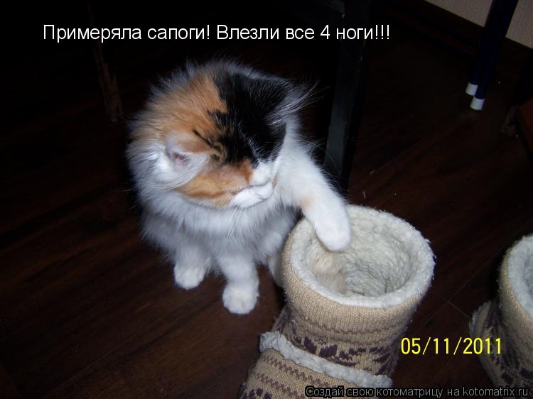 Котоматрица: Примеряла сапоги! Влезли все 4 ноги!!!